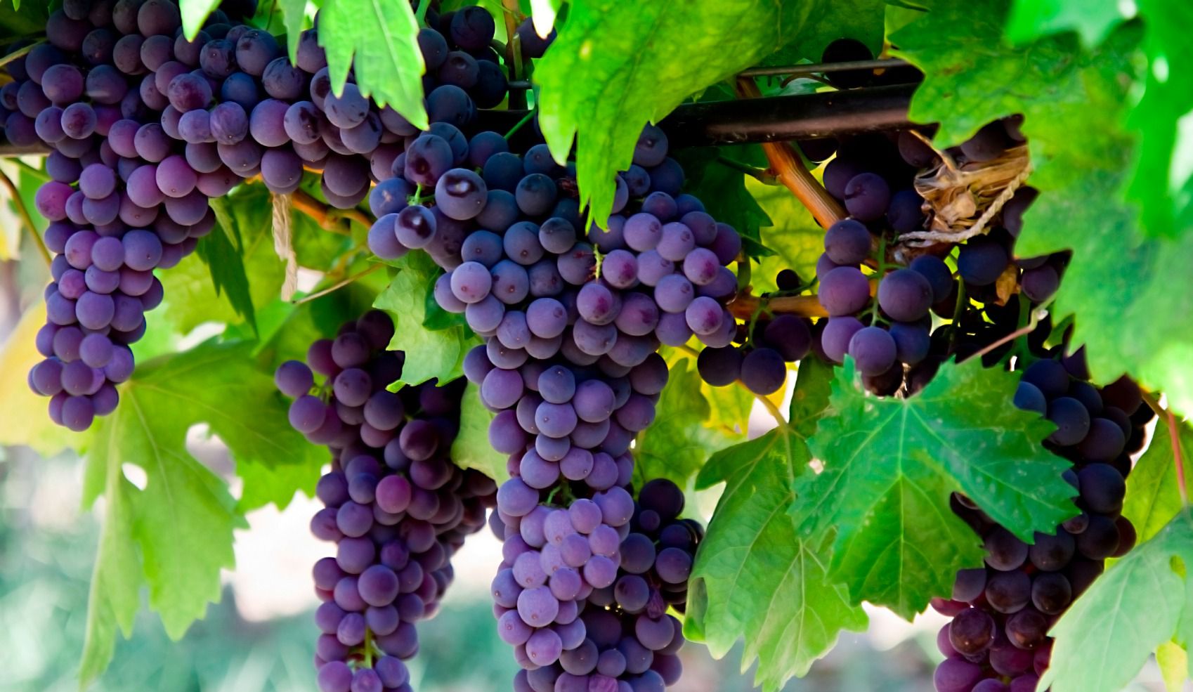 What Is The Fruit Of The Vine In John 15